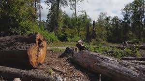  Shadow Lake, WA Tree Care Pros