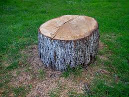 Best Tree Maintenance Programs  in Shadow Lake, WA