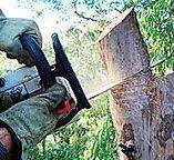 Best Emergency Tree Removal  in Shadow Lake, WA