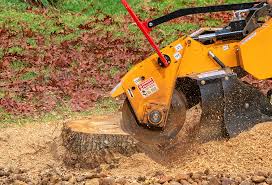 Best Tree Cabling and Bracing  in Shadow Lake, WA
