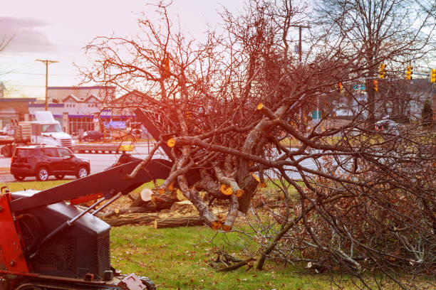 Best Tree Health Inspection  in Shadow Lake, WA
