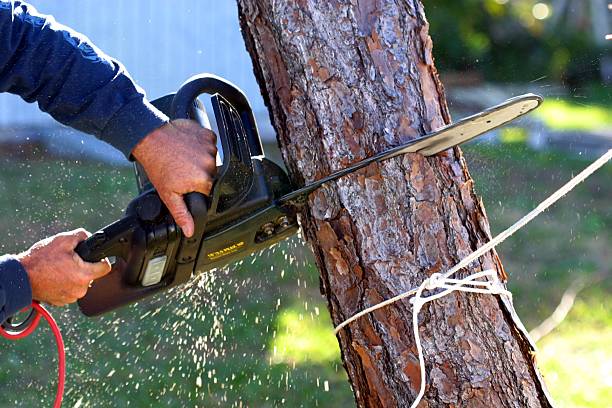 Best Storm Damage Tree Cleanup  in Shadow Lake, WA