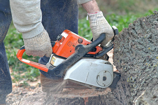 Best Stump Grinding and Removal  in Shadow Lake, WA