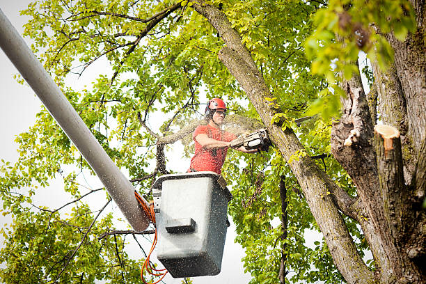 Best Tree Disease Treatment  in Shadow Lake, WA