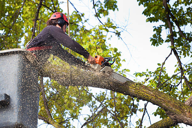 Best Leaf Removal  in Shadow Lake, WA