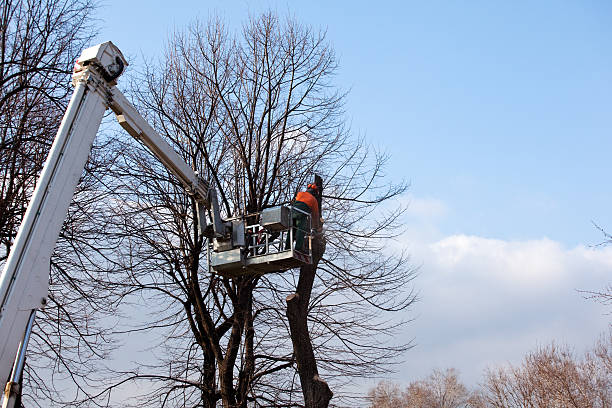 Best Aeration Services  in Shadow Lake, WA