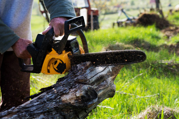 Best Commercial Tree Services  in Shadow Lake, WA