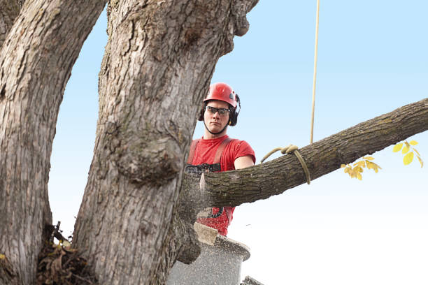 Reliable Shadow Lake, WA Tree Care Solutions